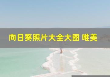 向日葵照片大全大图 唯美